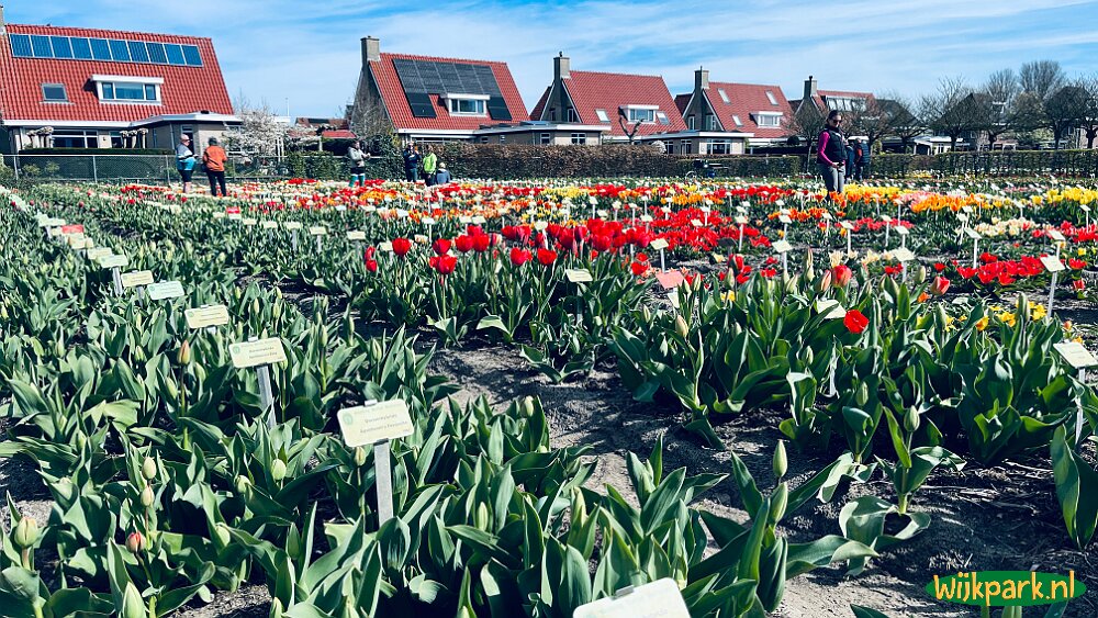 Hortus Bulborum Limmen