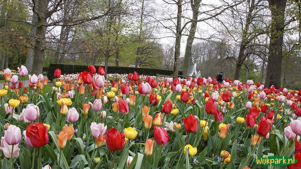 Keukenhof Lisse