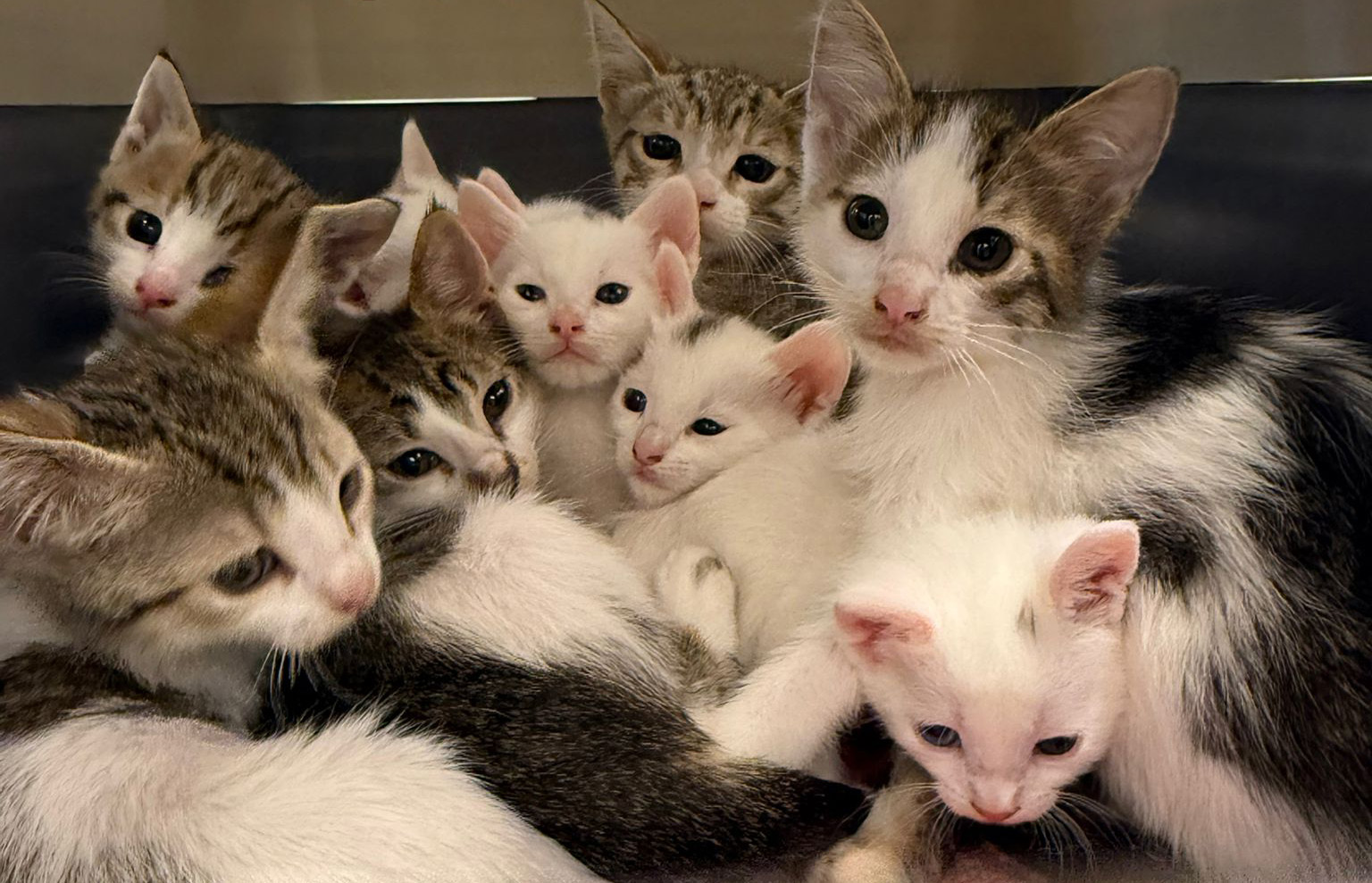 Dierenbescherming kittens